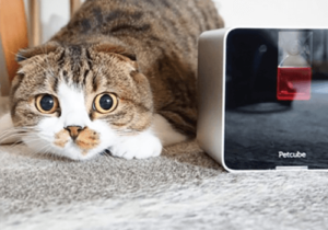 Українська компанія Petcube здобула престижну нагороду в Британії