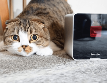 Українська компанія Petcube здобула престижну нагороду в Британії